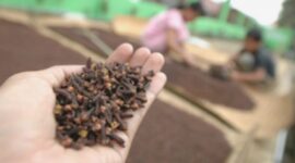 Cengkeh Terkontaminasi Cesium 137: Ancaman Baru Kesehatan?