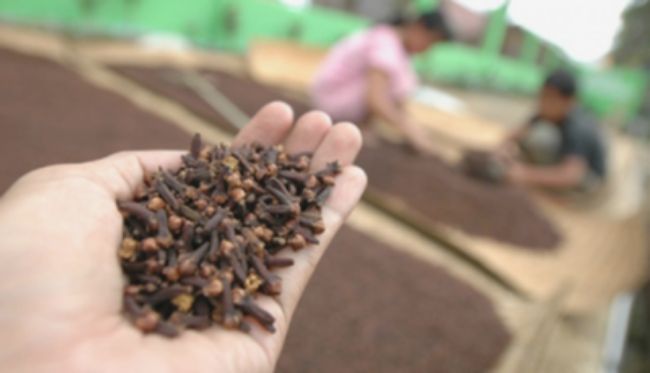 Cengkeh Terkontaminasi Cesium 137: Ancaman Baru Kesehatan?