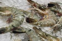 Udang Indonesia Menginvasi Pasar Amerika: Peluang Emas Eksportir!