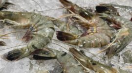 Udang Indonesia Menginvasi Pasar Amerika: Peluang Emas Eksportir!