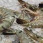 Udang Indonesia Menginvasi Pasar Amerika: Peluang Emas Eksportir!