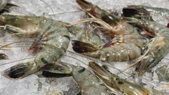 Udang Indonesia Menginvasi Pasar Amerika: Peluang Emas Eksportir!